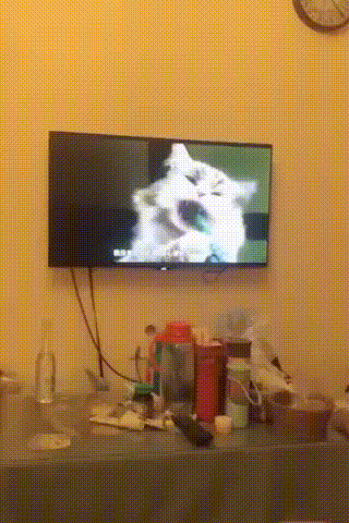 Сразу видно, кто здесь главный