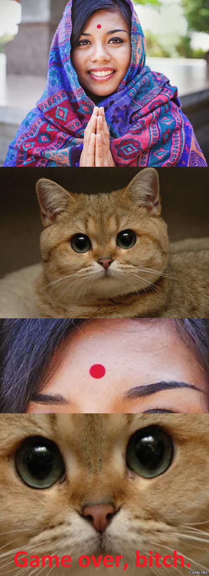 кошки индия