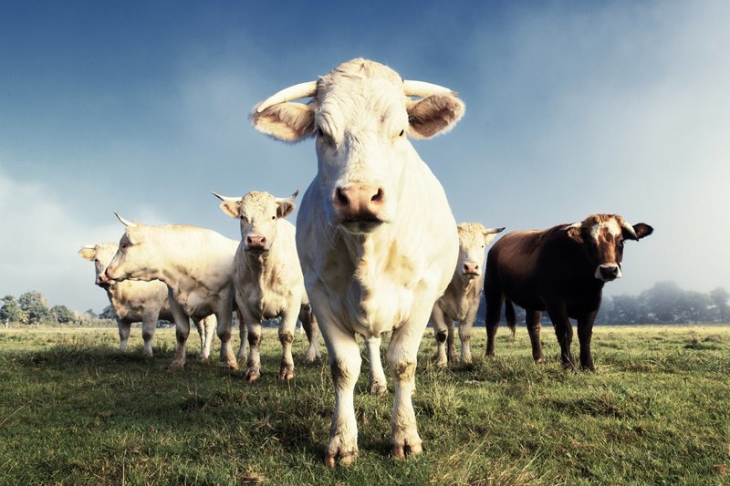 Налог на коровьи газы