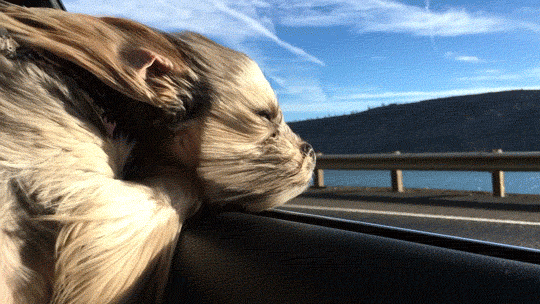 Мух мордой собирает