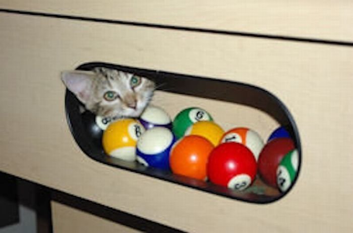 Играют ли кошки в бильярд?