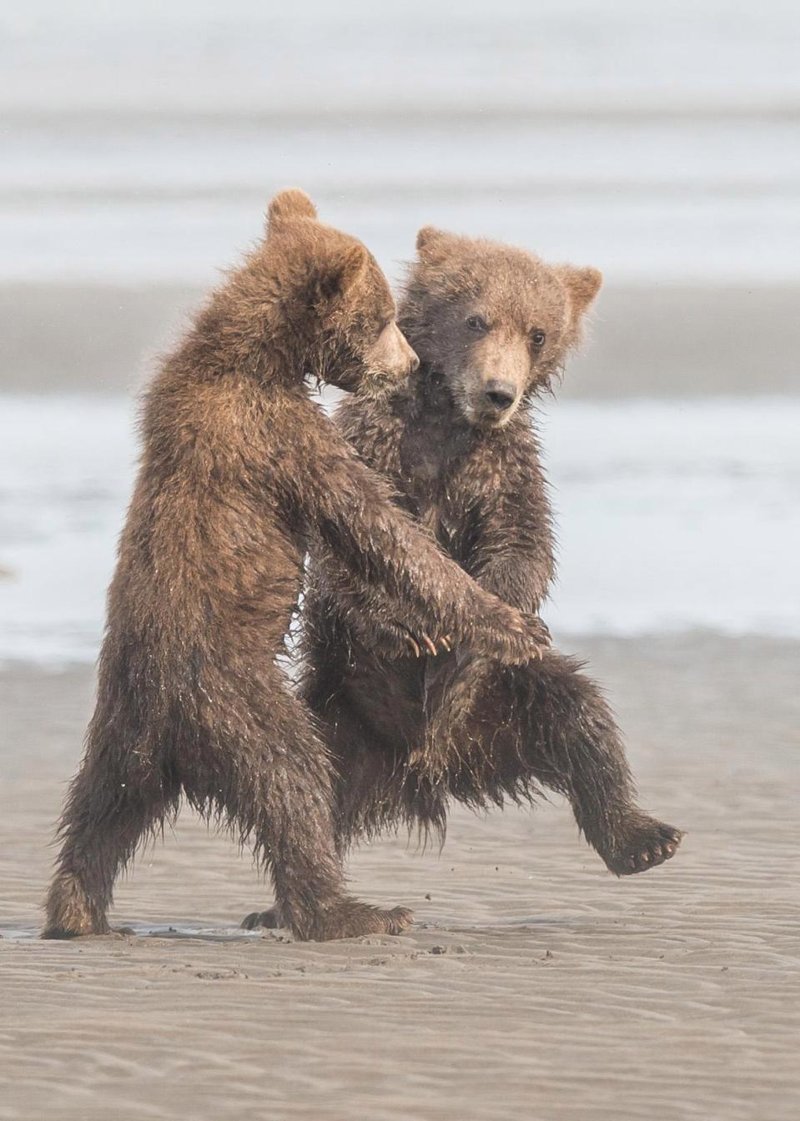 Танец медвежат 