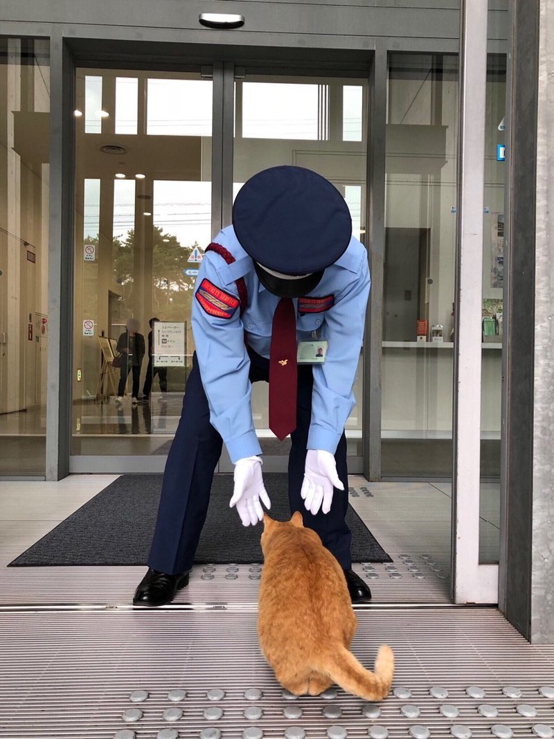 Двух японских котов пригласили в российские музеи
