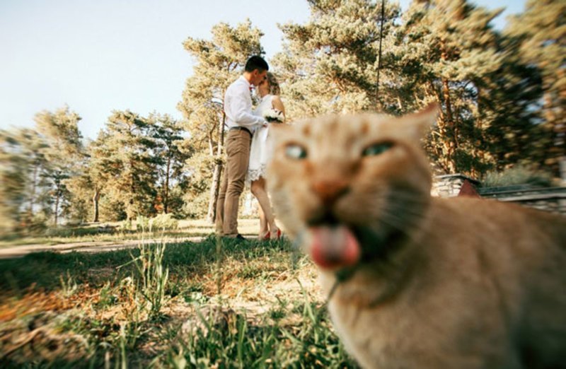 20 фотографий, которые были бы скучными, если б в кадре внезапно не появились кошки