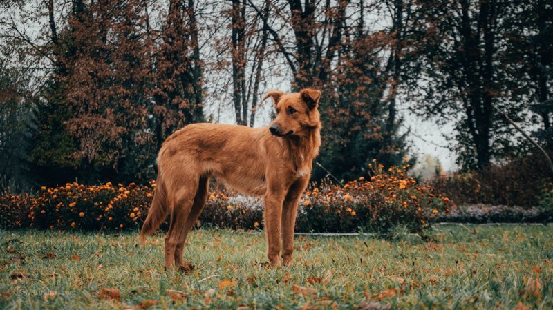 Дружелюбные Чернобыльские Собаки