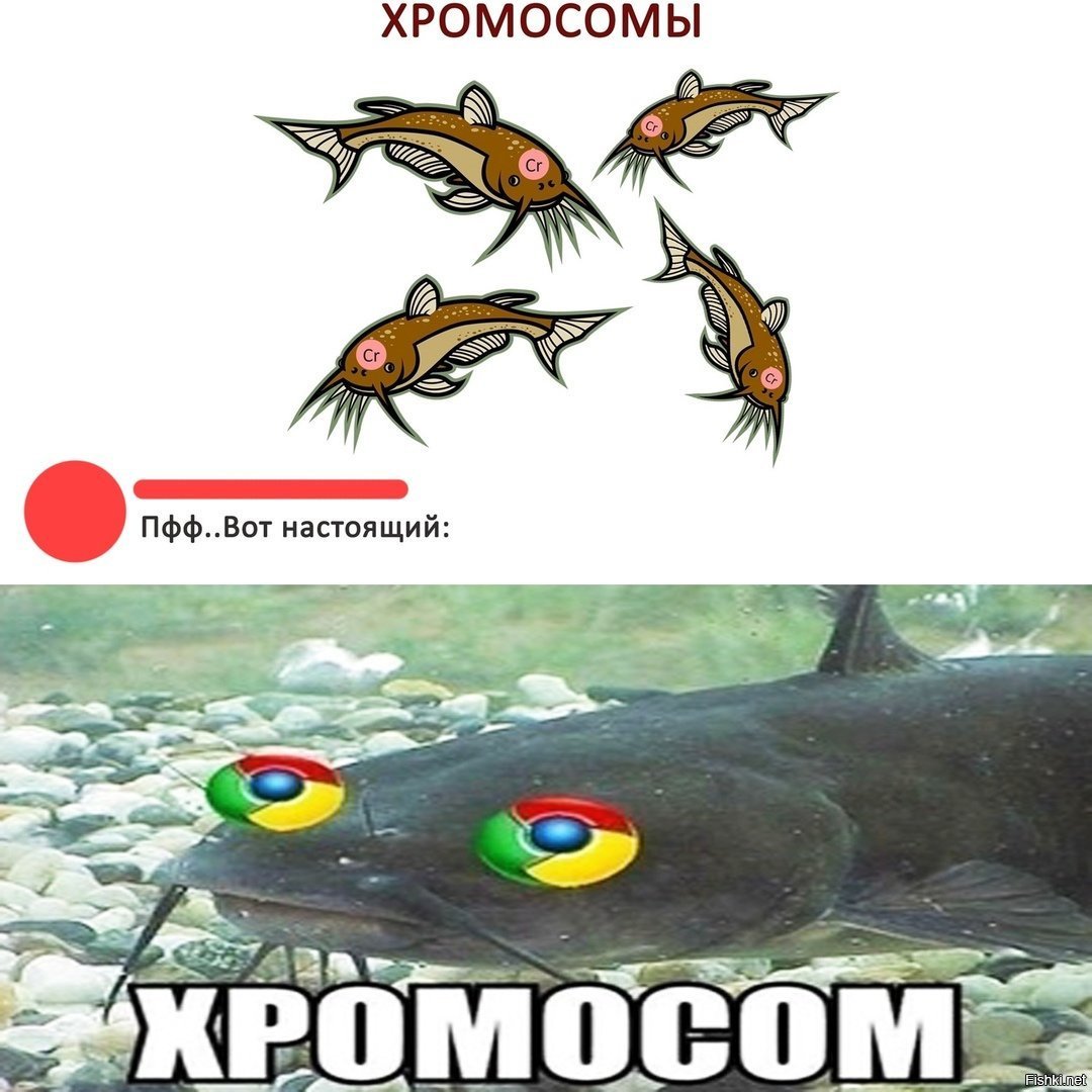 Картинка сома посуди