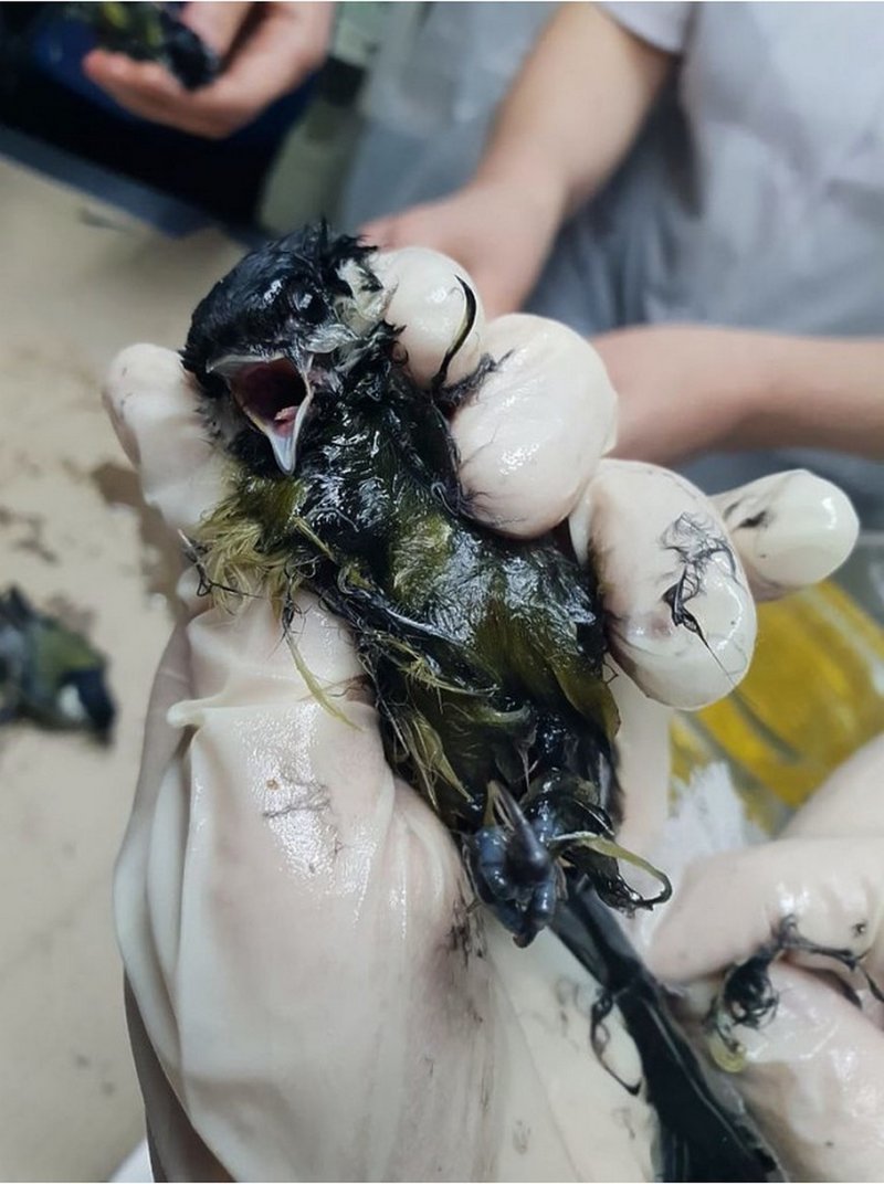 Как ветеринары спасали синичек из ловушки для крыс