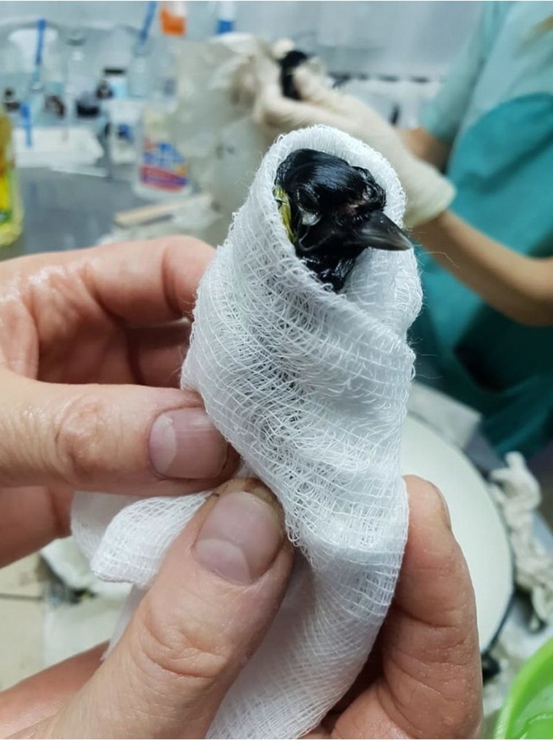 Как ветеринары спасали синичек из ловушки для крыс