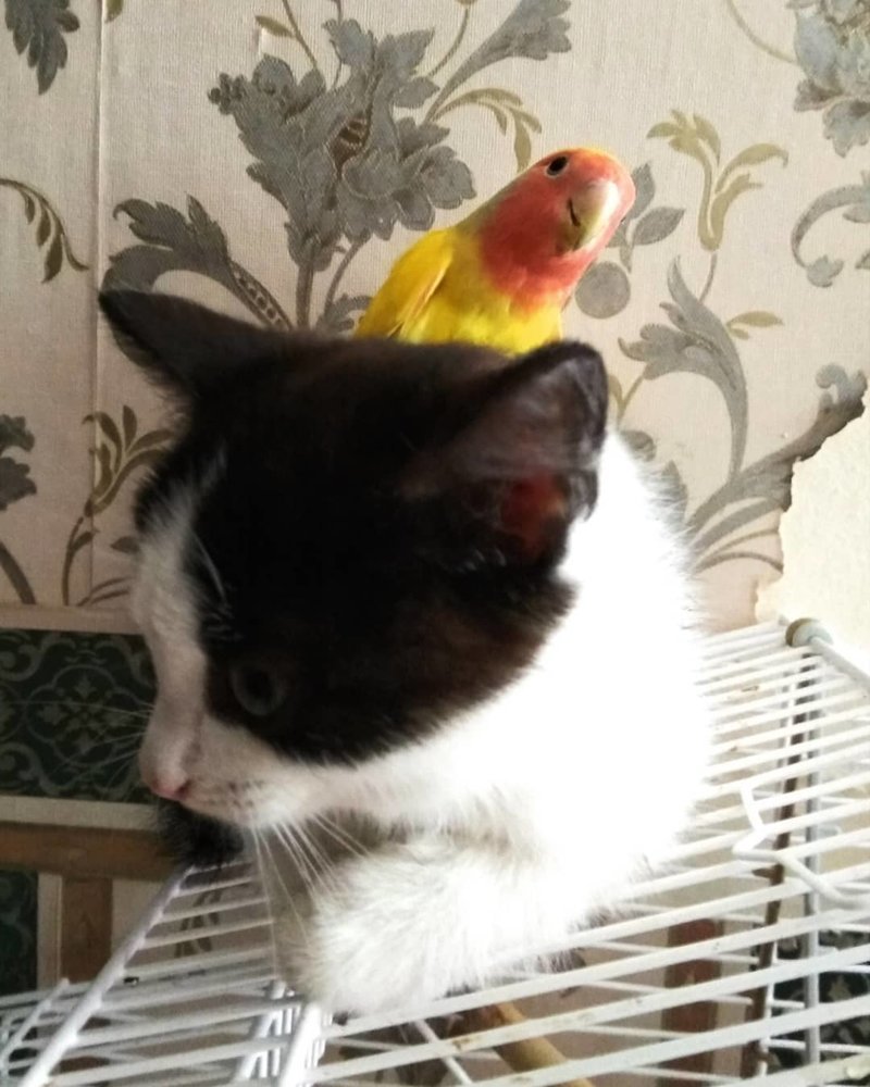 Кажется, коты очень удивлены их дружбе с попугаем