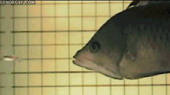 Как нападает рыба