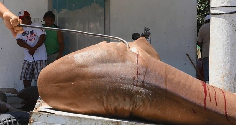 Незаконно убитых акул продают под видом лосося?