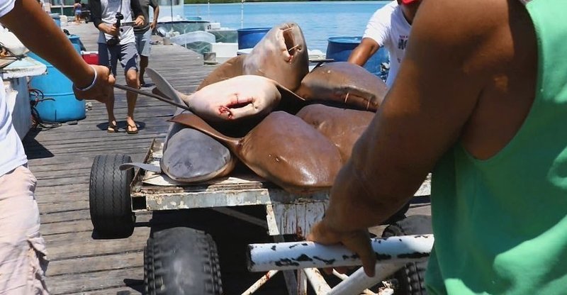 Незаконно убитых акул продают под видом лосося?