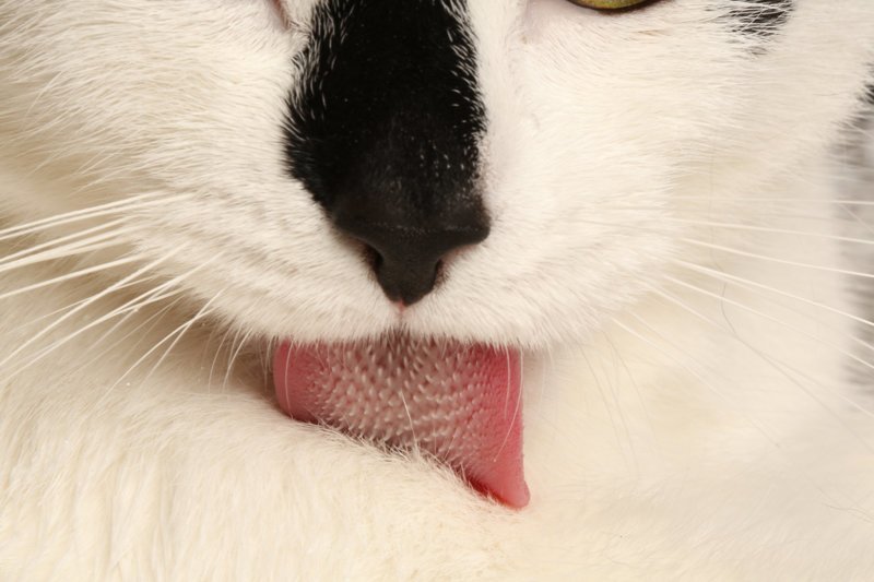 Ученые выяснили, для чего на самом деле нужны «шипы» на языке кошки