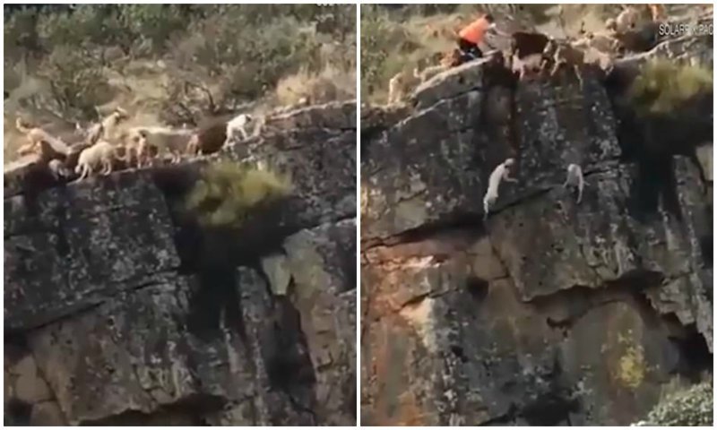 Дюжина собак упала со скалы, погнавшись за оленем во время охоты