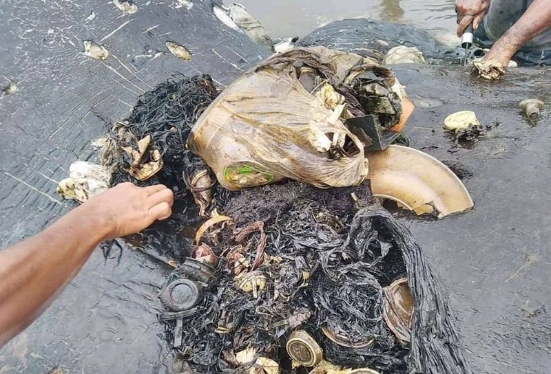 К берегу Индонезии прибило кашалота, желудок которого был набит пластиковыми стаканчиками
