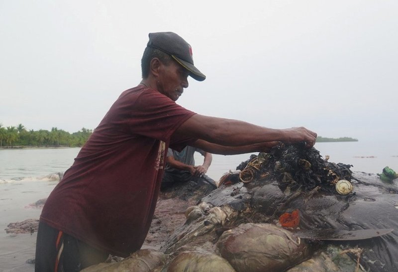 К берегу Индонезии прибило кашалота, желудок которого был набит пластиковыми стаканчиками