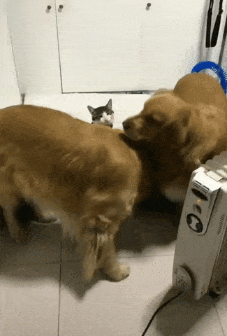 Пора укладываться на ночь