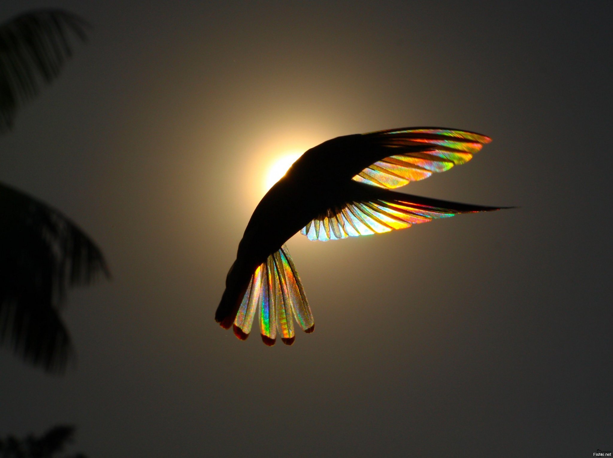Птица радуга. Фотограф Кристиан Спенсер. Черный якобинский Колибри. Птица в лучах солнца.