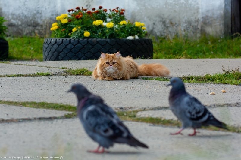 Фотограф Сергей Болденков заснял один день из жизни кота Барсика