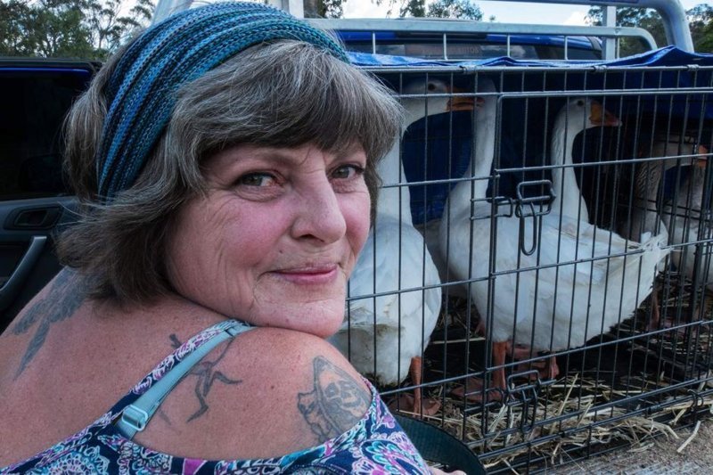 Австралийка купила 5 гусей в надежде, что они отлично впишутся в компанию животных на её ферме