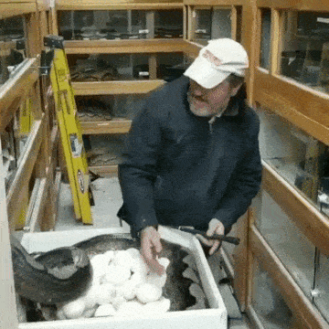 Яйца не отдам