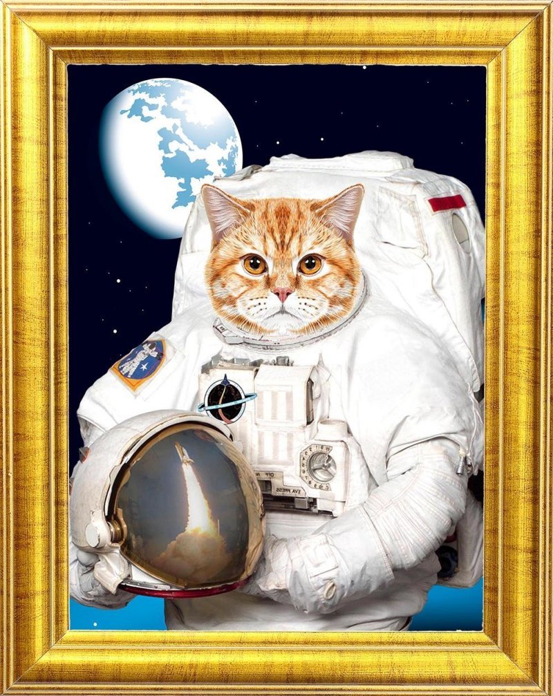 Первый астронавт из семейства кошачьих