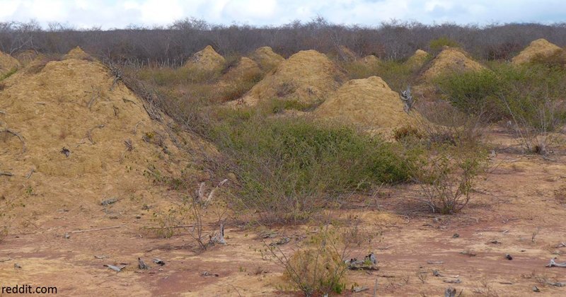 В Бразилии нашли систему термитников возрастом 3800 лет и площадью с три Курганских области