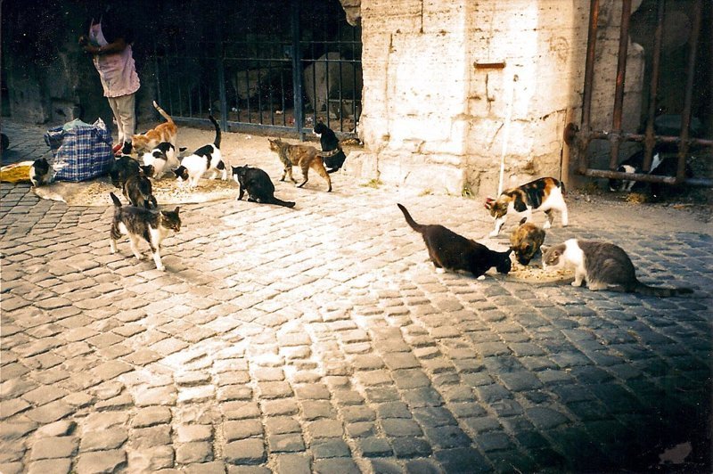Самые кошачьи города мира: Рим