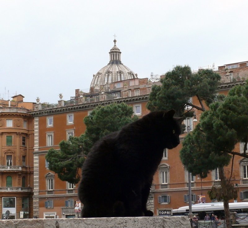 Самые кошачьи города мира: Рим
