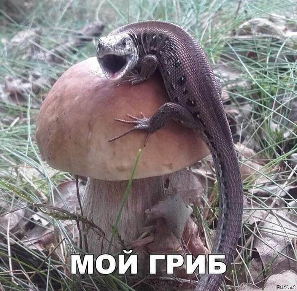 Этой мой гриб. Звук это мой гриб. Кусни грибца. Это мой гриб. Звук это мой гриб.