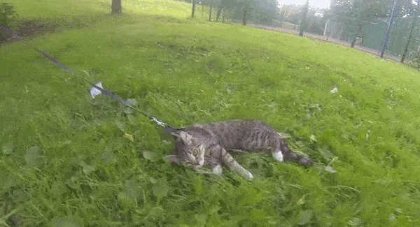 Наконец, кот, который рад прогулке в парке