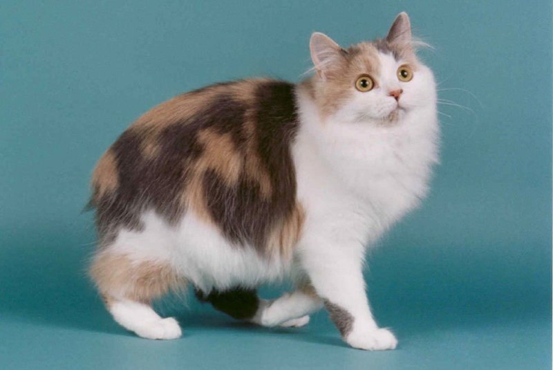 Кимрийская кошка (Кимрик)