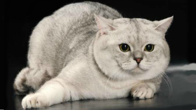 Шотландская прямоухая кошка (Скоттиш-страйт)
