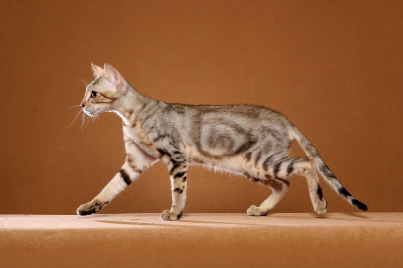 Сококе (соукок, африканская короткошерстная, кенийская лесная кошка)