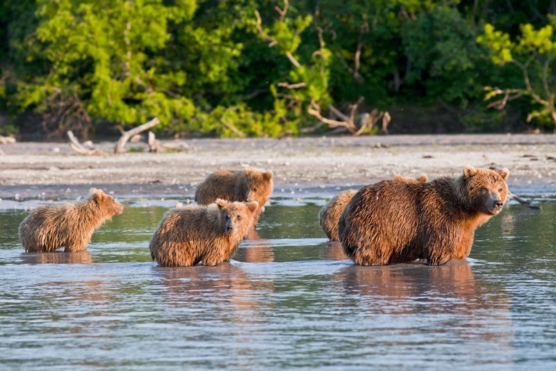 Не будем забывать, что еще одной достопримечательностью Камчатки является ее богатая фауна. В Курильском озере большое количество нерки, которая привлекает сюда бурых медведей. В конце лета здесь собирается порядка 200 особей.