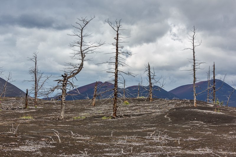 Мертвый лес — зловещее место недалеко от вулкана Толбачик, который и виновен в том, что пейзажи этого места стали пустынными и нагоняющими страх. В 1975 году случилось сильное извержение, тогда раскаленный пепел накрыл леса вокруг вулкана, уничтожив 