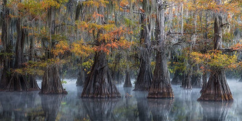 Жуткие деревья отражаются в болотных водах юга США