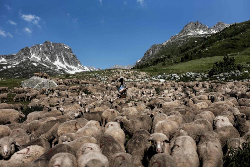 Гаэтан Меме в окружении овец возле Коль дю Гландон, высокогорного перевала в Альпах, Дофине, Савойя, Франция