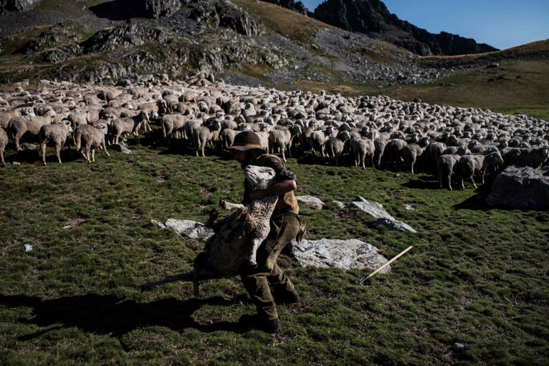 На высоте 2000 метров над маленькой деревушкой в Сен-Коломбан-де-Виллар, Савойя, пастуха больше всего беспокоит туман, когда овцы разбредаются и теряются. 