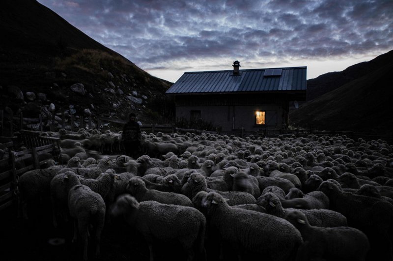 Овцы в ночном загоне рядом с его избушкой