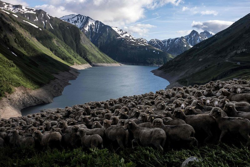 Овцы пасутся на склоне с видом на озеро.