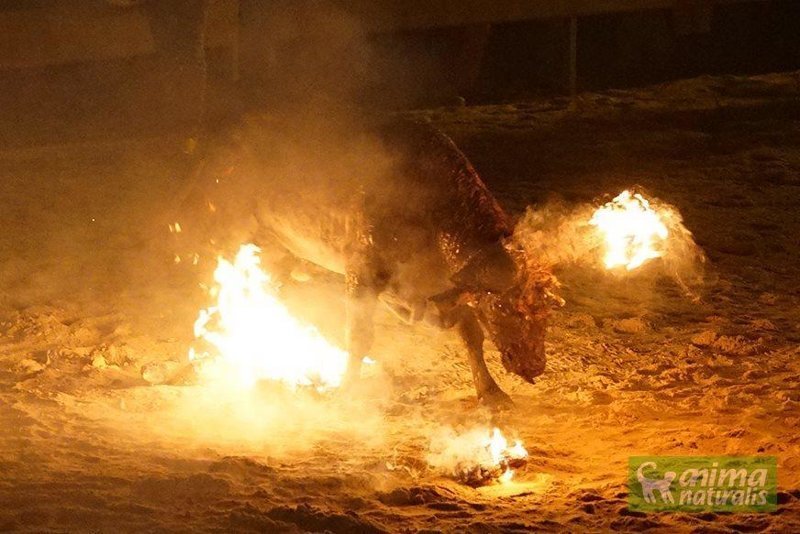 "Огненный бык" - жестокая испанская забава