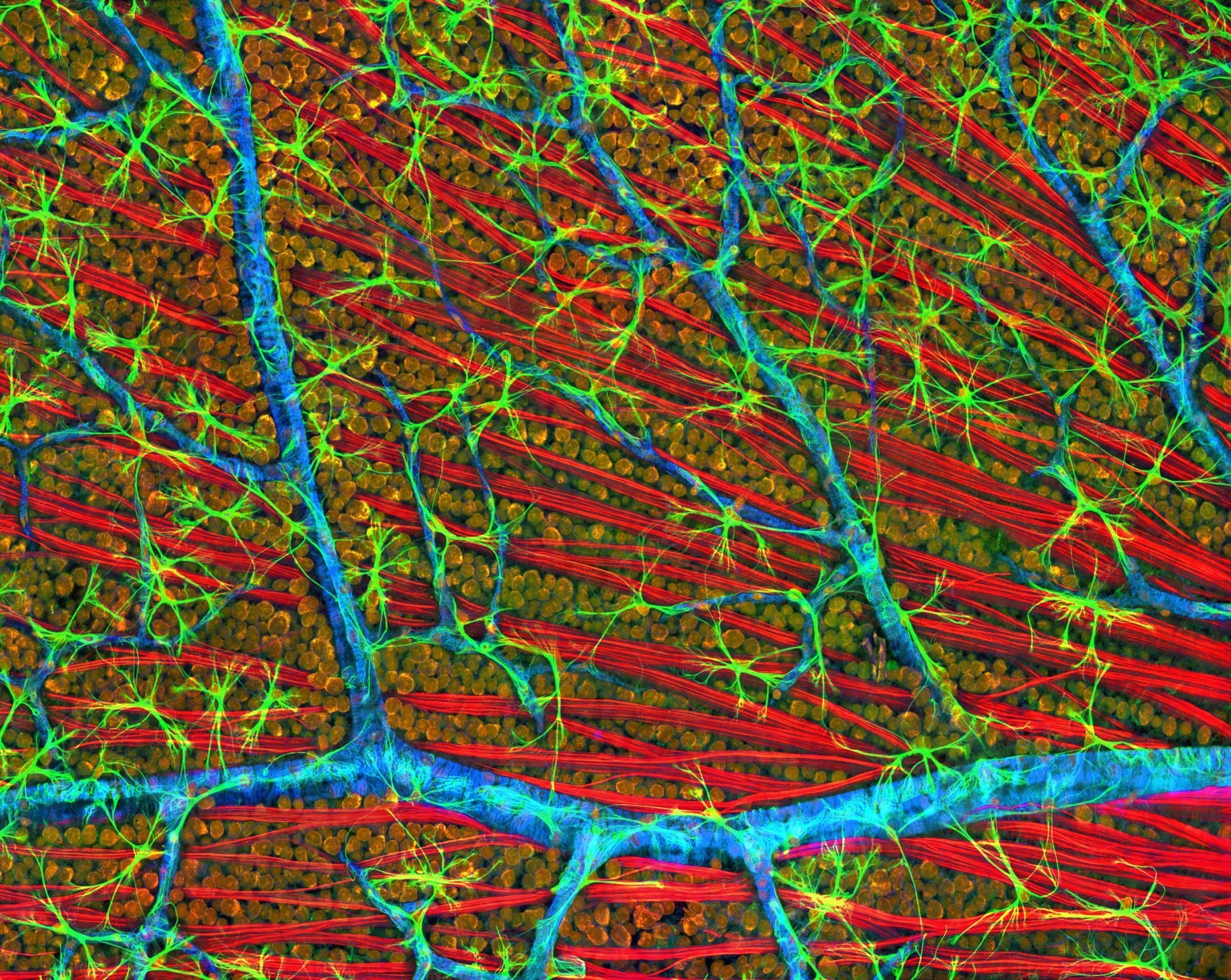 Глиальные клетки сетчатки глаза. Митохондрия конфокальная микроскопия. Конфокальная микроскопия нейронов. Нейроглия в сетчатке глаза. Сетчатка ткань