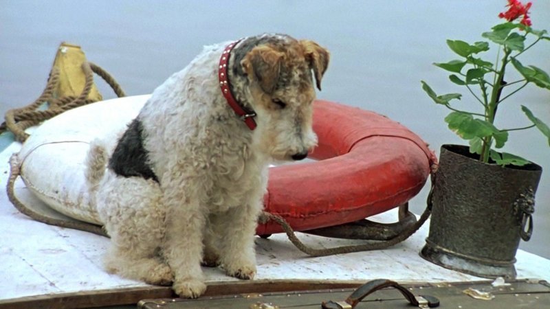 Тест: Узнаете ли вы собак из известных фильмов!