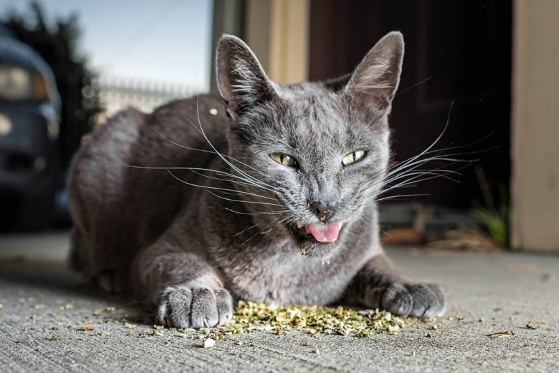 Наркотики для кошек
