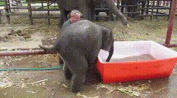 Гифки со слонятами и слонами