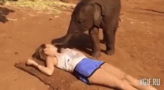 Гифки со слонятами и слонами