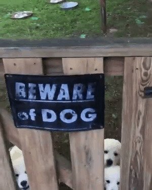 Осторожно, собака!