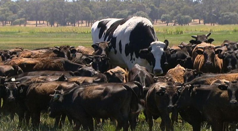 Двухметровая корова из Австралии стала звездой интернета
