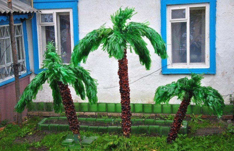 Русский климат пальмам не помеха
